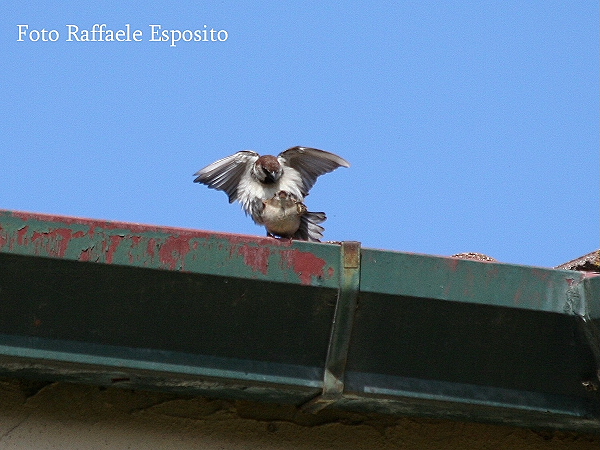 Sequenza di un accoppiamento